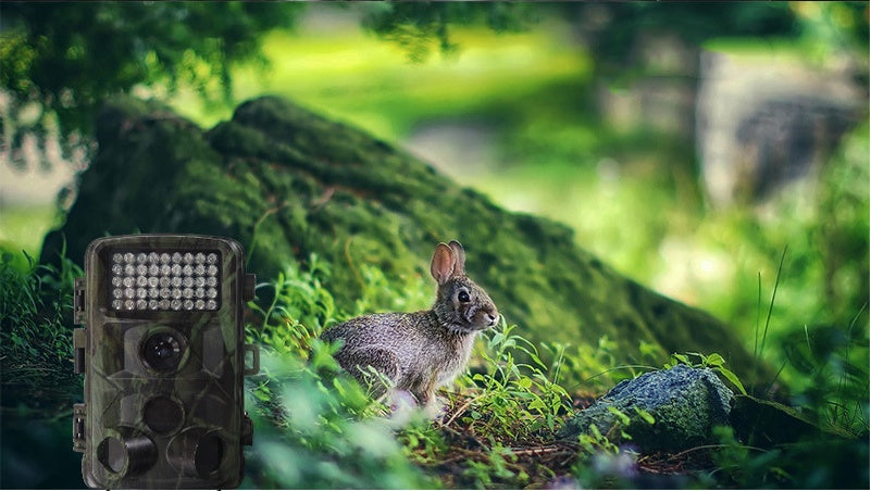 High Definition Outdoor Wildlife Hunting Camera For Game Surveillance